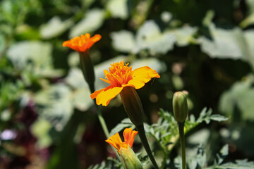Tagetes erecta, Pot Meri gold, golden merigold or Tagetes Lemmonii Red and Yellow beautiful flowers