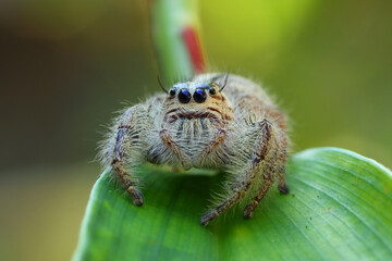 A Jumping Spider ''hyllus semicupreus'' perched on a leaf, macro, close up, insect, wildlife.