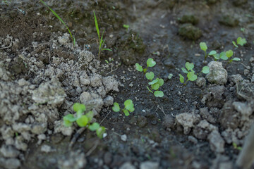 Sprouts of dill and radish grow on a vegetable garden, mixed planting. High quality photo