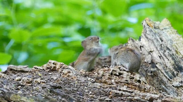 Pair of bank voles fighting on a tree branch in the woods in the daytime, with blur background