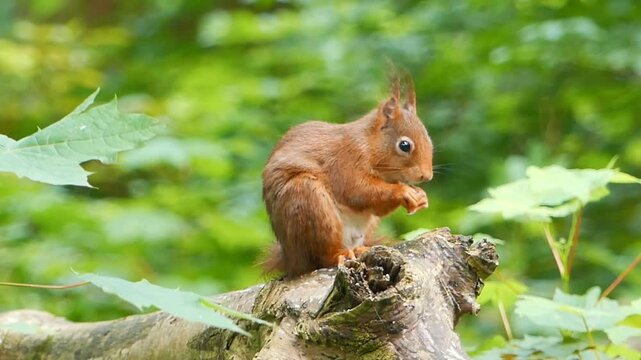 Eurasian red squirrel standing on a tree branch eating in the woods on a sunny day