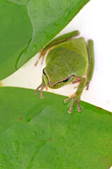hyla tree frog, green frog close-up