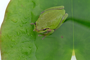 hyla tree frog, green frog close-up