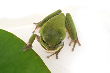 hyla tree frog, green frog close-up