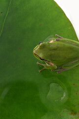 hyla tree frog, green frog close-up