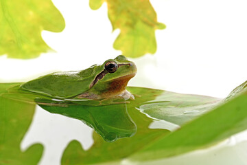 hyla tree frog, green frog close-up