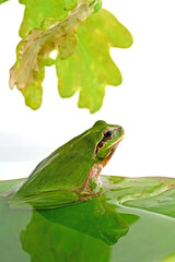 hyla tree frog, green frog close-up