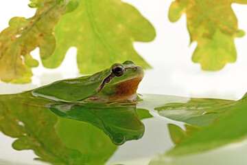 hyla tree frog, green frog close-up