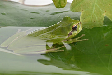hyla tree frog, green frog close-up