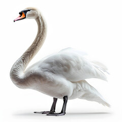 a white swan has lowered its head into the water and is looking for food in the lake isolated on white background, minimalism, png