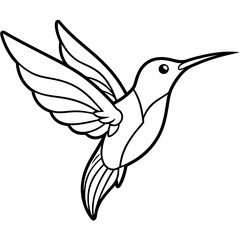 humming bird line art vector illustration
