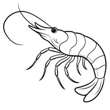 recommend clip art: Shrimp line art sea animal. Vector sketch illustration.