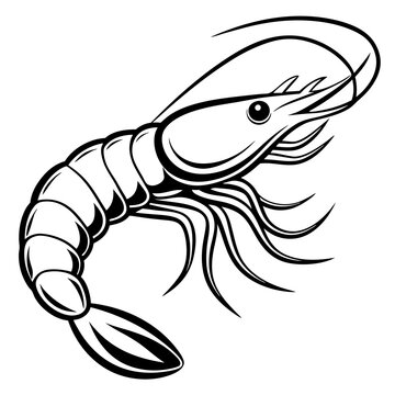 recommend clip art: Shrimp line art sea animal. Vector sketch illustration.