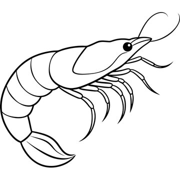 recommend clip art: Shrimp line art sea animal. Vector sketch illustration.