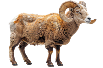 View from side of ram isolated on white background, transparent background