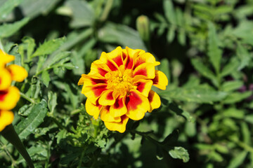 Tagetes erecta, Pot Meri gold, golden merigold or Tagetes Lemmonii Red and Yellow beautiful flowers