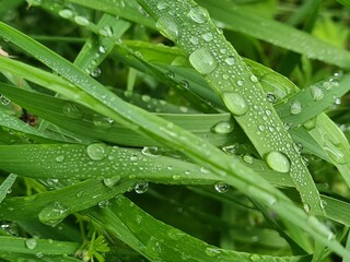 Naklejka premium Morgentau - Wassertröpfchen auf Grashalmen 4
