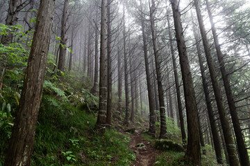 Fototapeta premium 霧に覆われた登山道