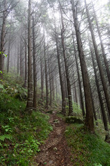 Obraz premium 霧に覆われた登山道