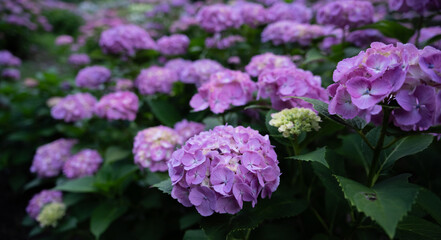 綺麗なアジサイ