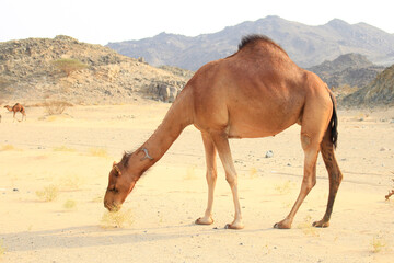 camels caravan in Saudi Arabian desert