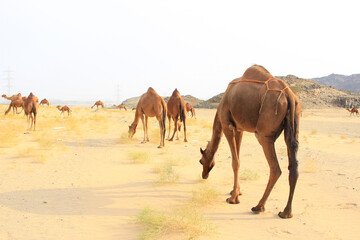 camels caravan in Saudi Arabian desert