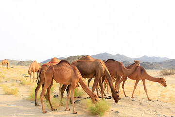camels caravan in Saudi Arabian desert
