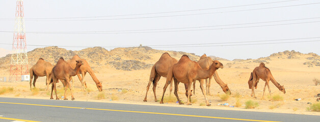 camels caravan in Saudi Arabian desert