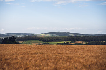 Getreidefeld in Urbar oberhalb von Oberwesel, Juni 2024