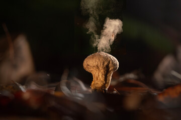 The Mushroom is releasing spores in the Tropical rainforest.
