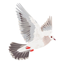 Obraz premium White pigeon flying isolated on white background.