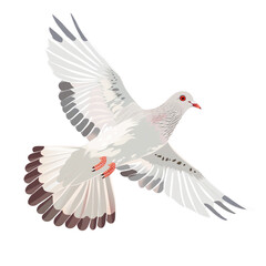 Obraz premium White pigeon flying isolated on white background.