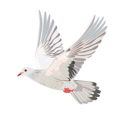 Obraz premium White pigeon flying isolated on white background.
