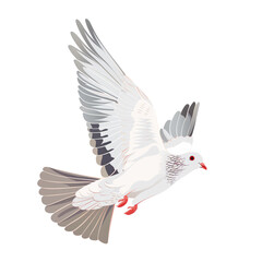 Obraz premium White pigeon flying isolated on white background.