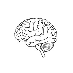 Brain SVG, Human Brain Svg,