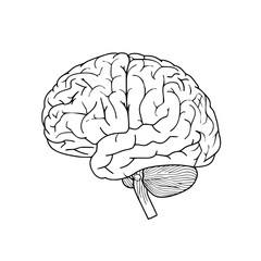 Brain SVG, Human Brain Svg, Brain Clipart, Mind Svg, Brain vector,