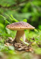 Boletus mushroom in forest.  Season porcini white mushrooms in forest. Shallow depth of field