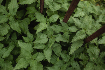 Bush green nettle, which grows near the metal fence.