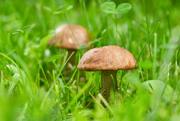 Two Peppery boletes growing in a forest. Shallow depth of field