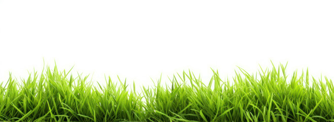 Fresh Green Grass Isolated on White Background
