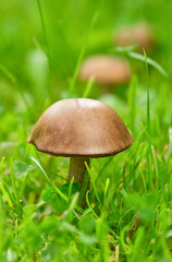 Peppery boletes growing in a forest. Siberian spruce mushroom, brown cap boletus. Shallow depth of field