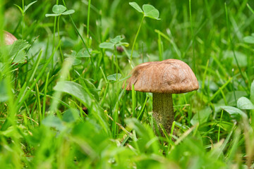 Peppery bolete in forest. Shallow depth of field