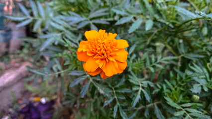 Tagetes erecta, Pot Meri gold, golden merigold or Tagetes Lemmonii Red and Yellow beautiful flowers