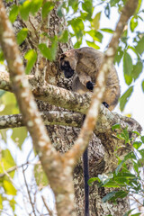 Obraz premium Close-Up of Lumholtz’s Tree Kangaroo Hiding in a Tree, Queensland, Australia.