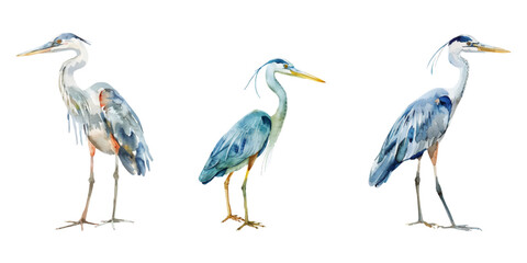 Obraz premium Cute watercolor heron isolated on white background.