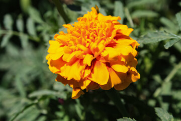 Tagetes erecta, Pot Meri gold, golden merigold or Tagetes Lemmonii Red and Yellow beautiful flowers