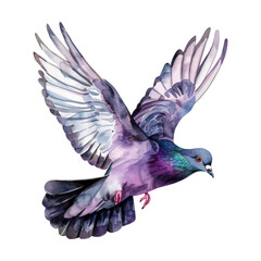 Fototapeta premium Cute watercolor pigeon flying isolated on white background.