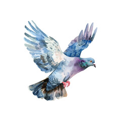 Fototapeta premium Cute watercolor pigeon flying isolated on white background.