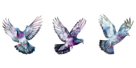 Obraz premium Cute watercolor pigeon flying isolated on white background.