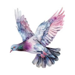 Obraz premium Cute watercolor pigeon flying isolated on white background.